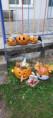 /album/tekvickovy-den-oktober-2025/20251023-110351-jpg/